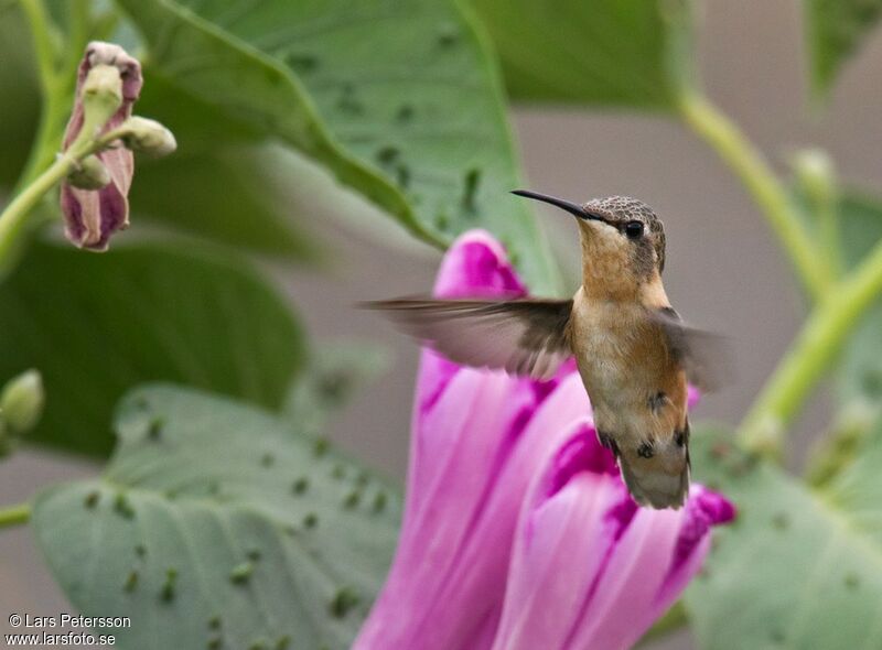 Short-tailed Woodstar