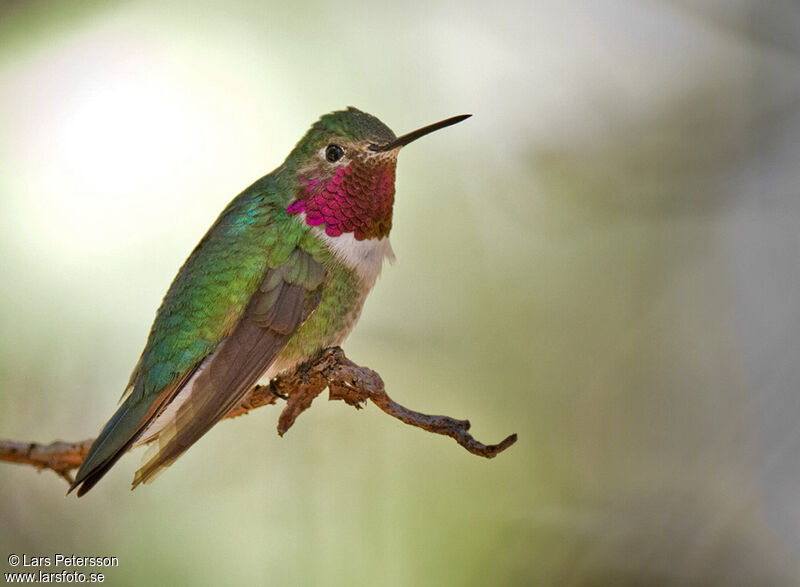 Colibri à queue large