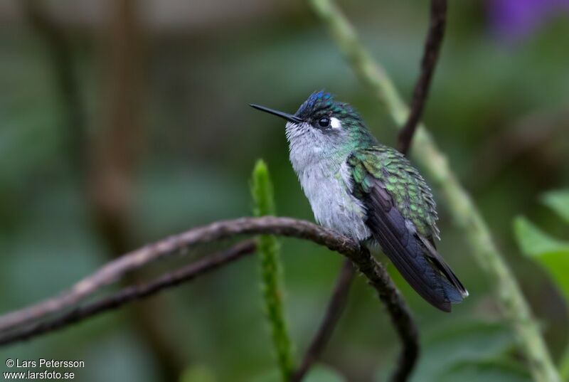 Violet-headed Hummingbird