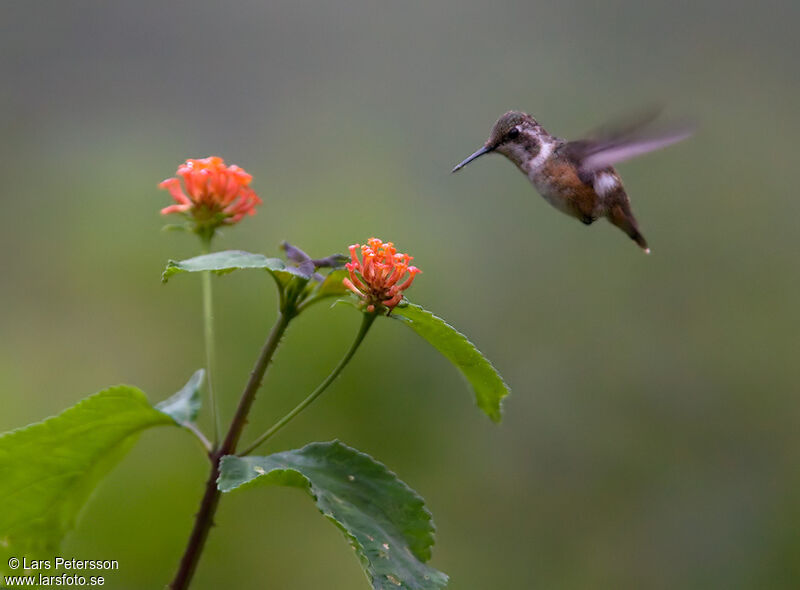 Colibri améthyste