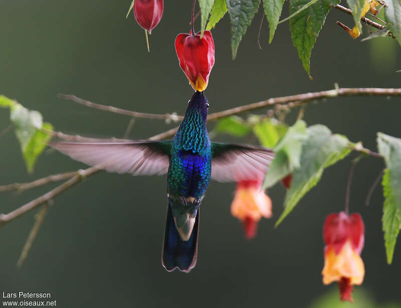 Colibri anaïs, Vol, mange