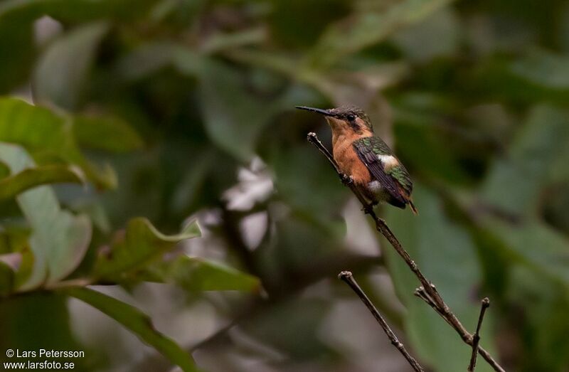 Colibri bourdon