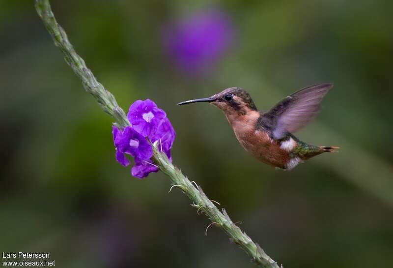 Colibri bourdon femelle adulte, Vol, mange