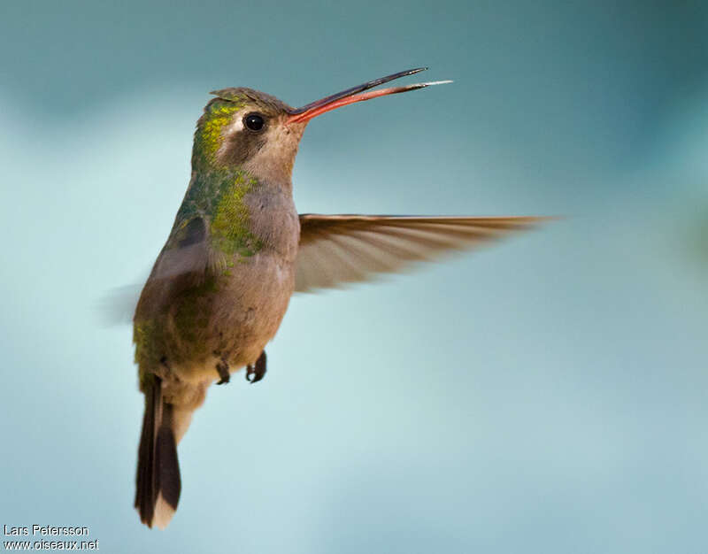 Colibri circé femelle adulte