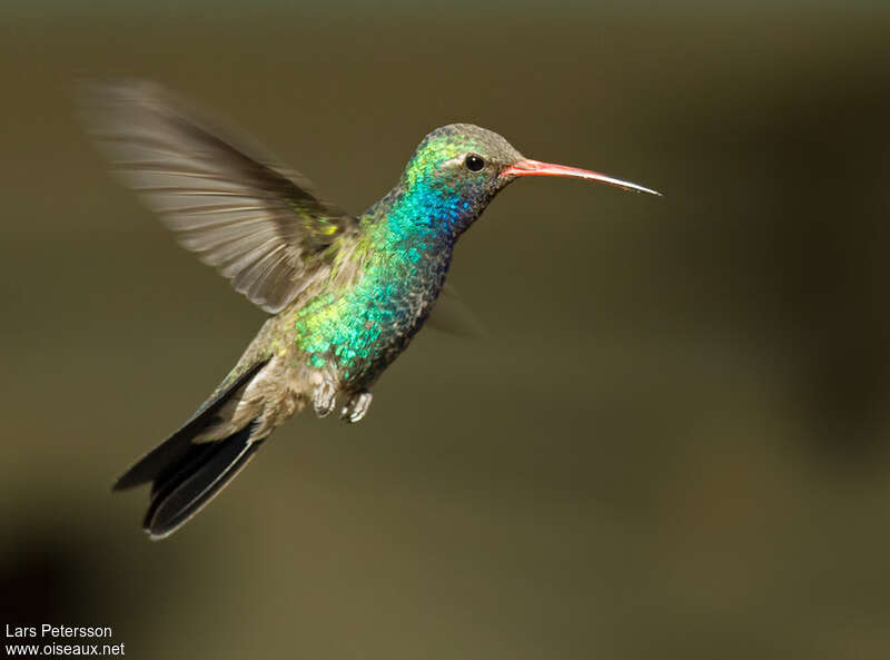 Colibri circé mâle adulte, identification