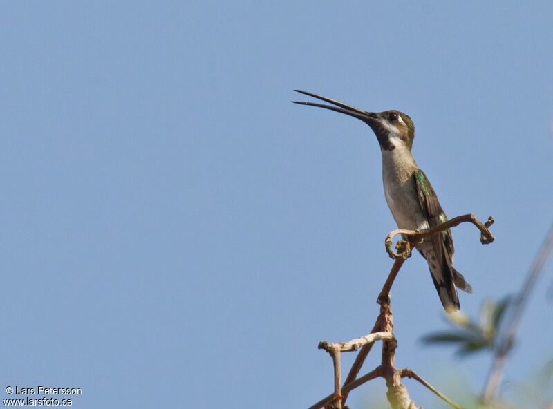 Colibri corinne