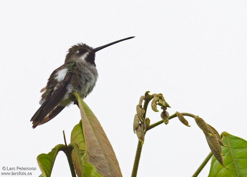 Colibri corinne