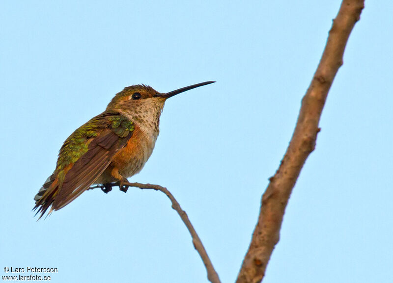 Allen's Hummingbird