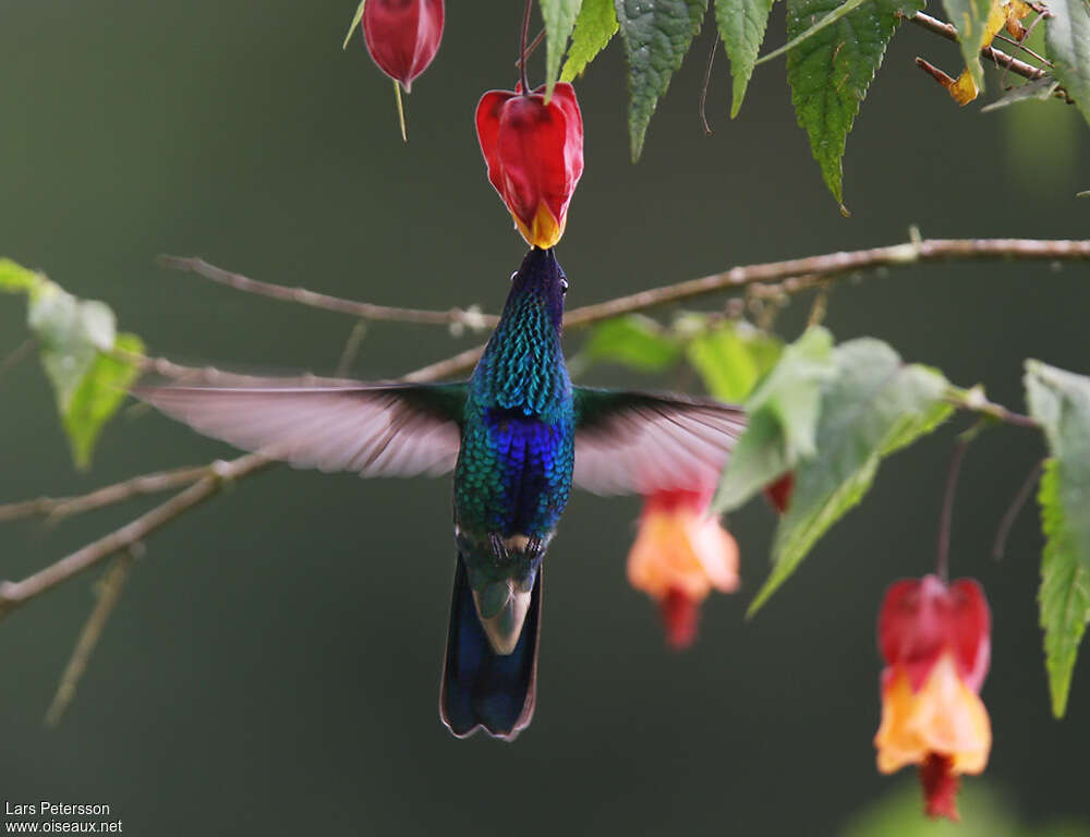 Colibri d'Anaïs