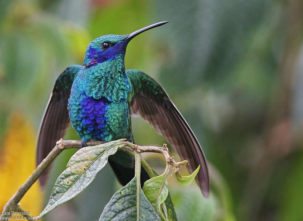 Colibri d'Anaïs