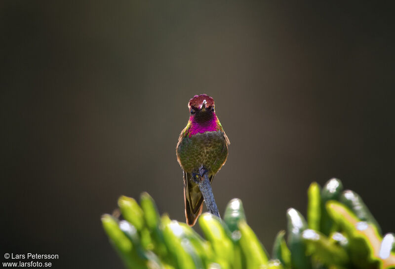 Anna's Hummingbird