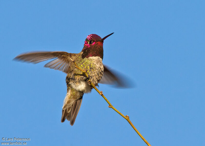 Anna's Hummingbird