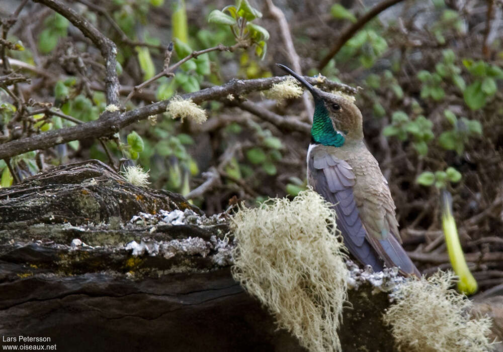 Colibri d'Estelle