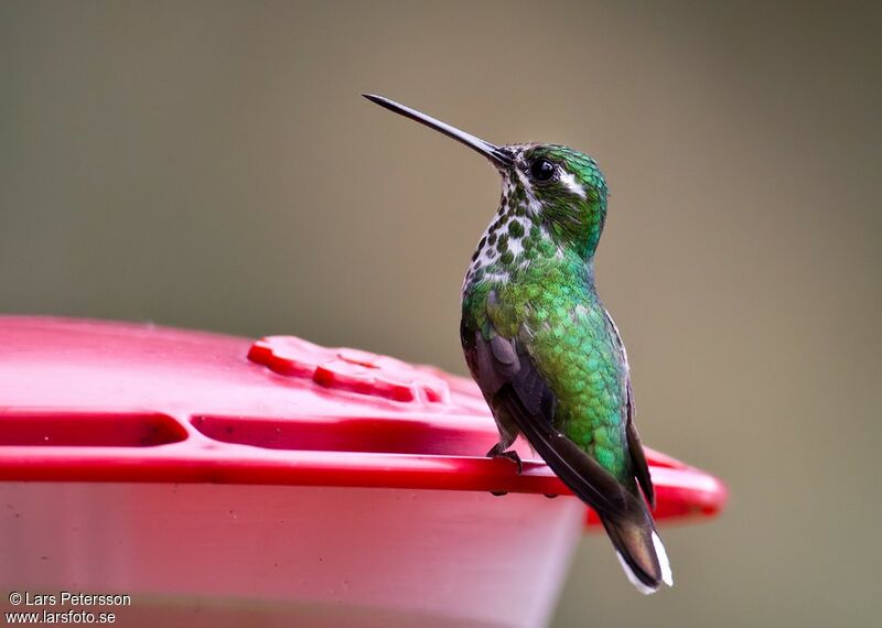 Purple-bibbed Whitetip