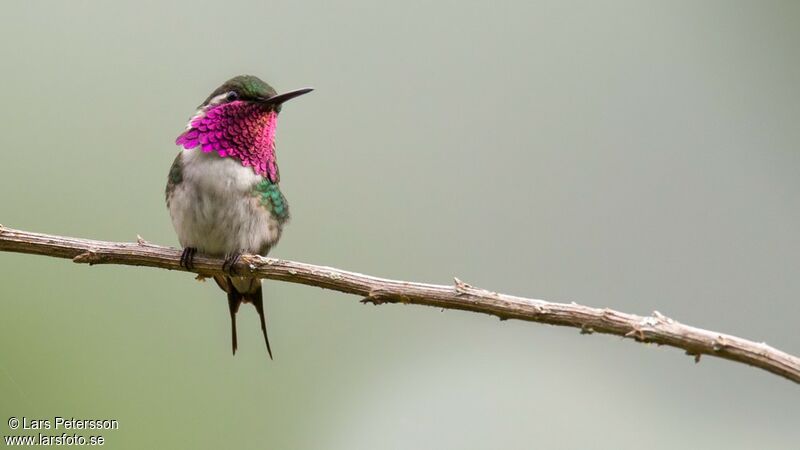 Colibri de Berlepsch