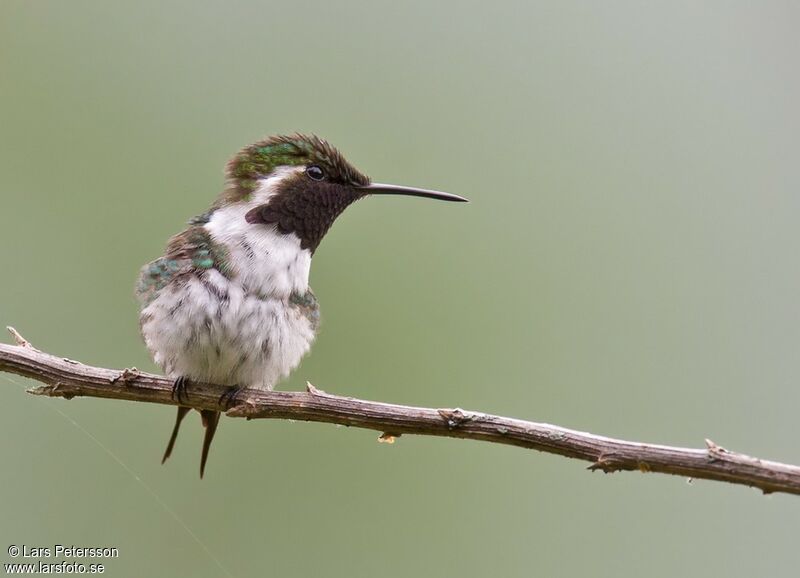 Colibri de Berlepsch