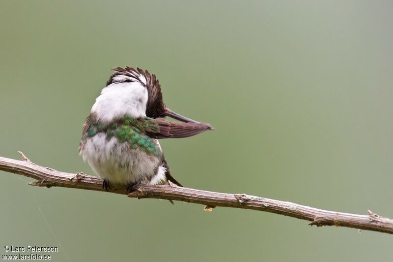 Colibri de Berlepsch