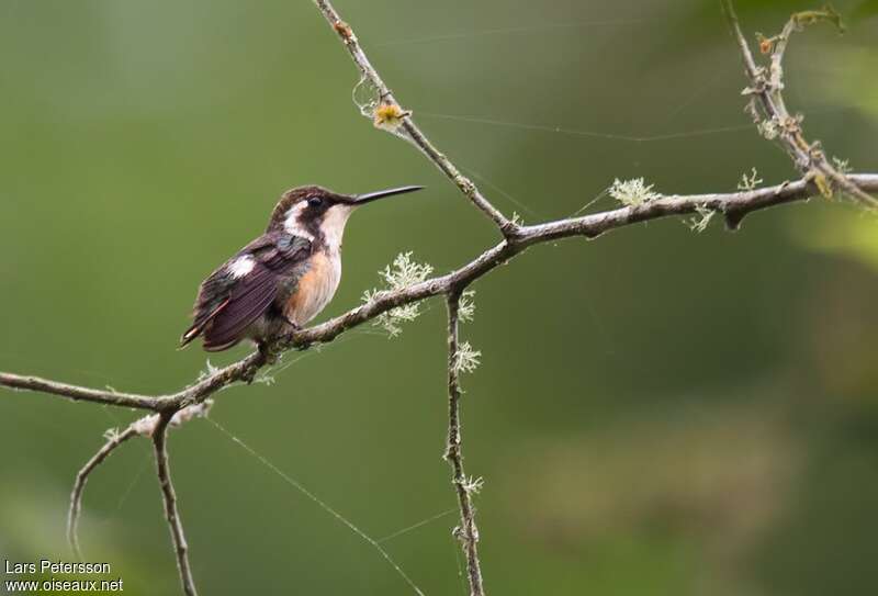 Colibri de Berlepsch