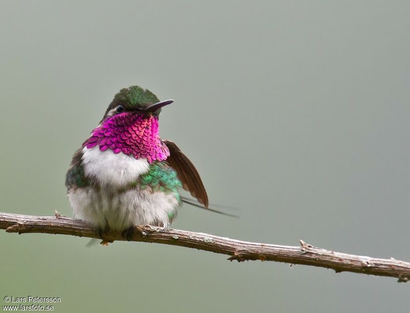 Colibri de Berlepsch