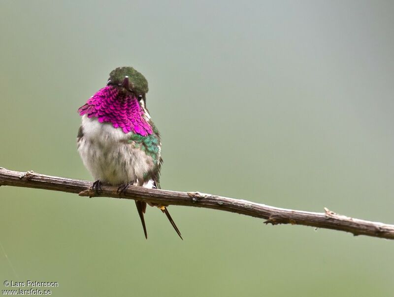 Colibri de Berlepsch