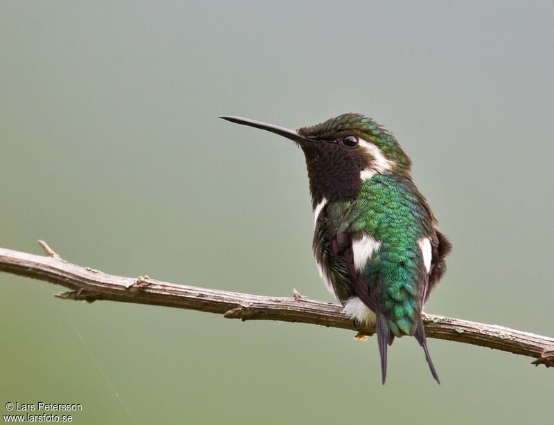 Colibri de Berlepsch