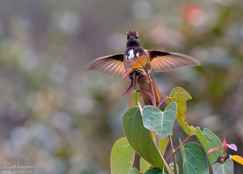 White-tufted Sunbeam