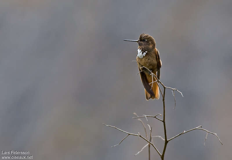 White-tufted Sunbeamadult