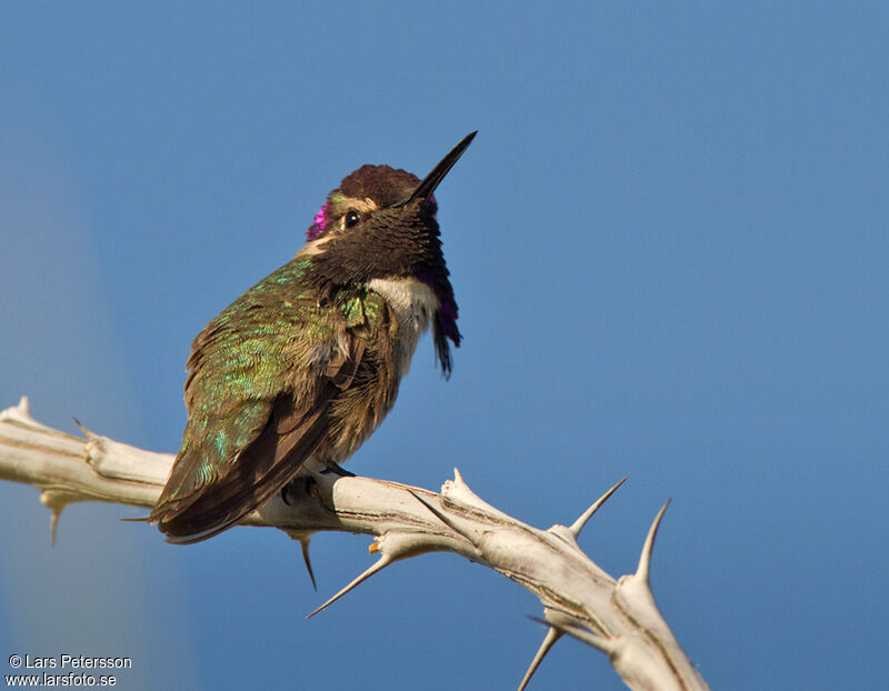 Costa's Hummingbird