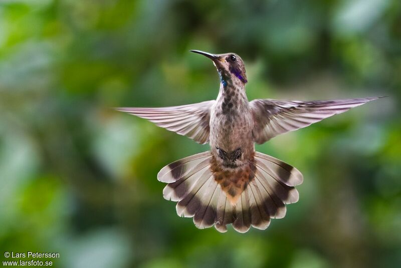 Colibri de Delphine