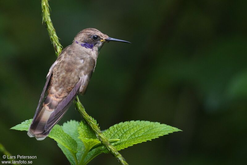 Colibri de Delphine