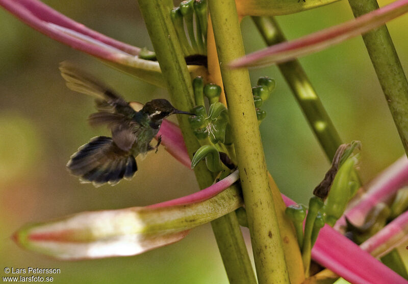 Colibri de Geoffroy