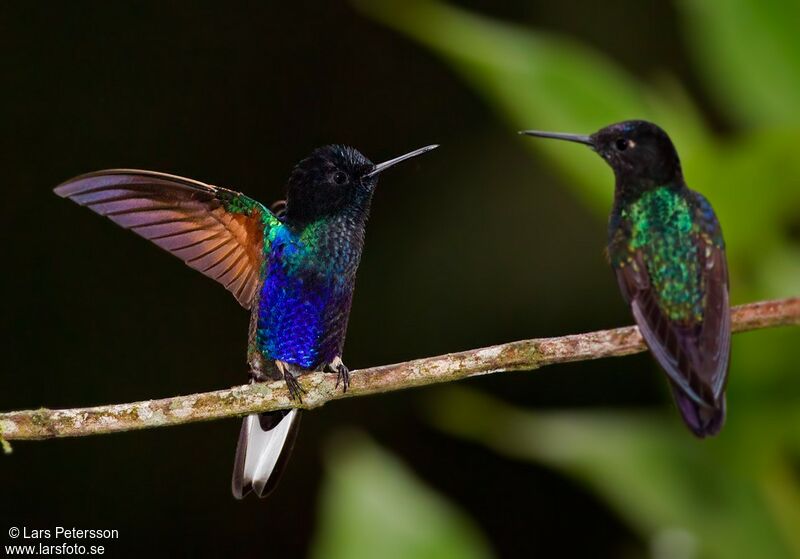 Colibri de Jardine