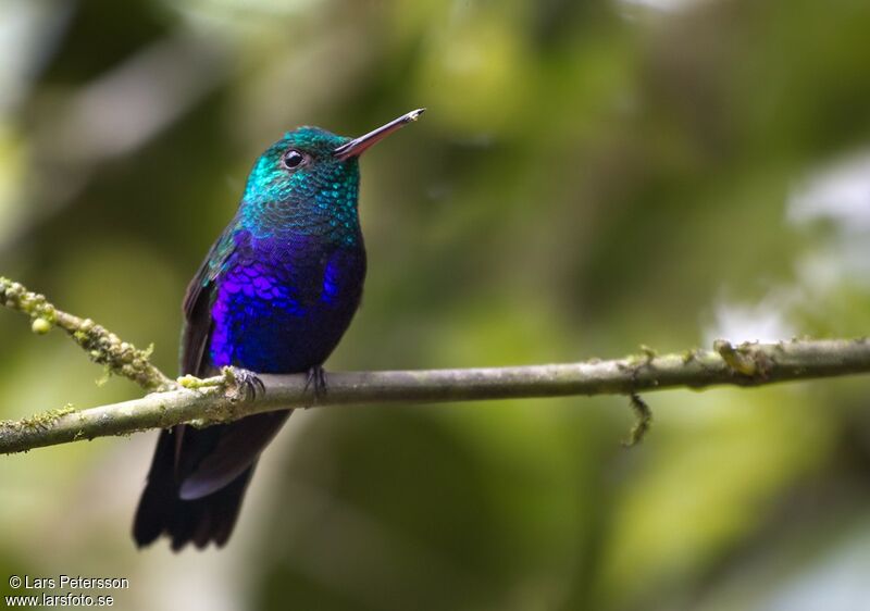 Violet-bellied Hummingbird