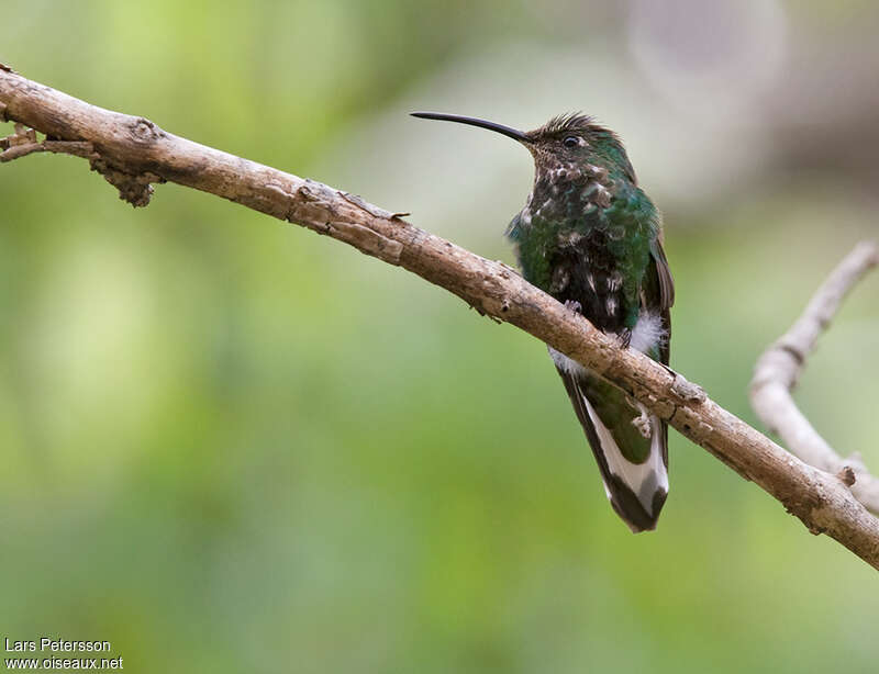 Colibri de Lafresnaye mâle adulte transition, identification