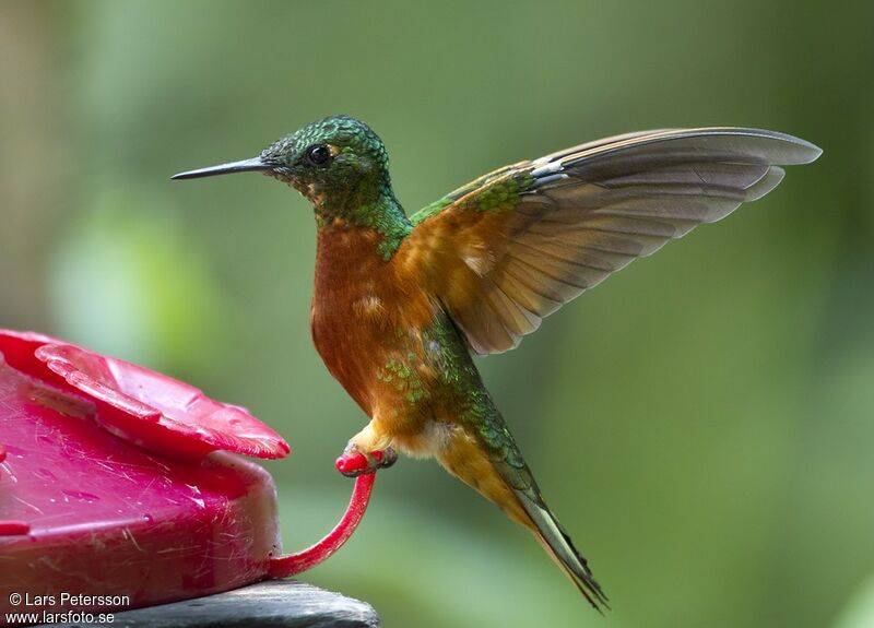 Chestnut-breasted Coronet