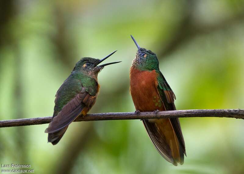 Chestnut-breasted Coronetadult, Behaviour