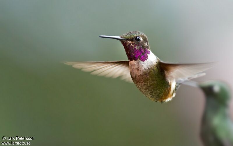 Purple-throated Woodstar