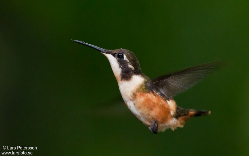 Colibri de Mitchell