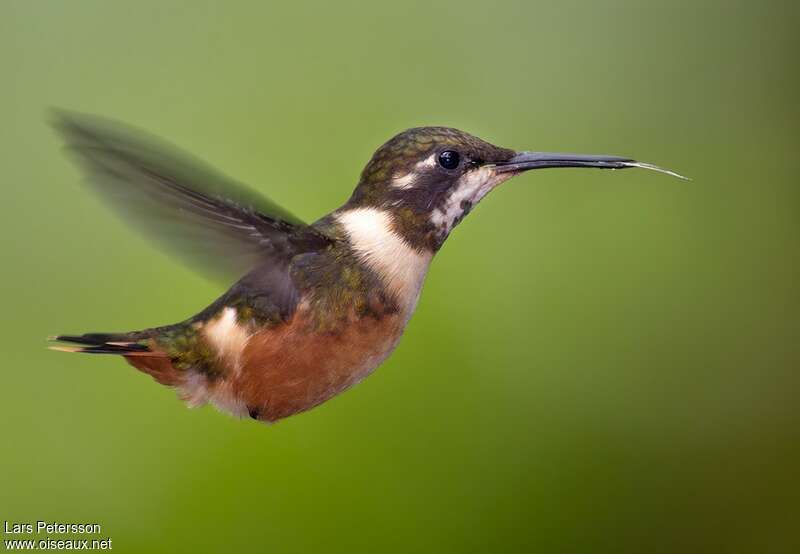 Purple-throated Woodstar female adult, pigmentation, Flight