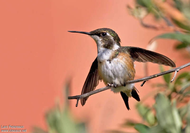 Colibri de Mulsant femelle adulte, portrait