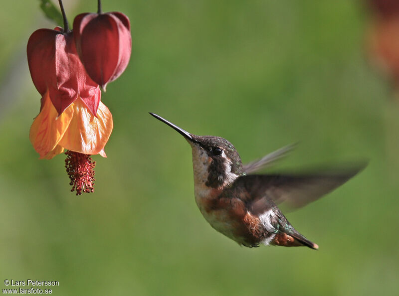 Colibri de Mulsant