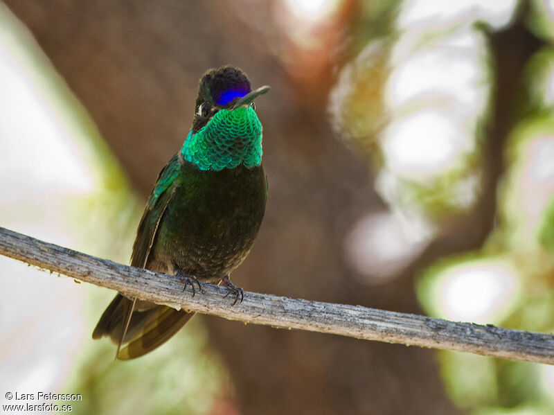 Colibri de Rivoli