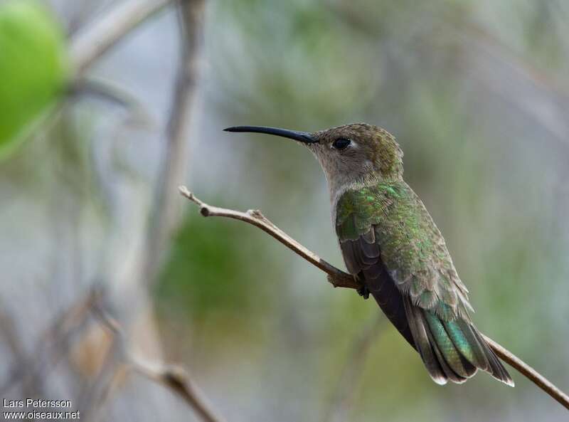 Tumbes Hummingbirdadult, pigmentation