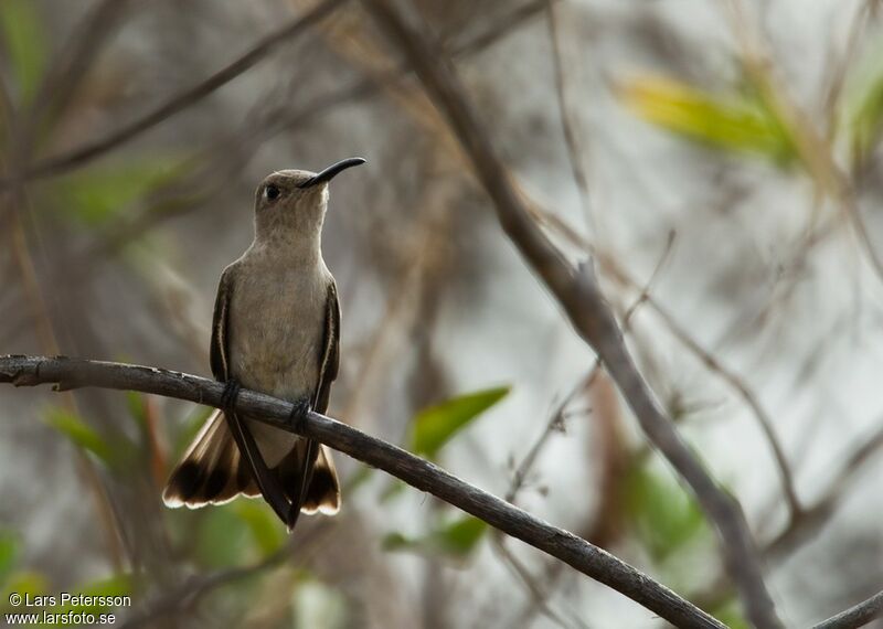 Tumbes Hummingbird