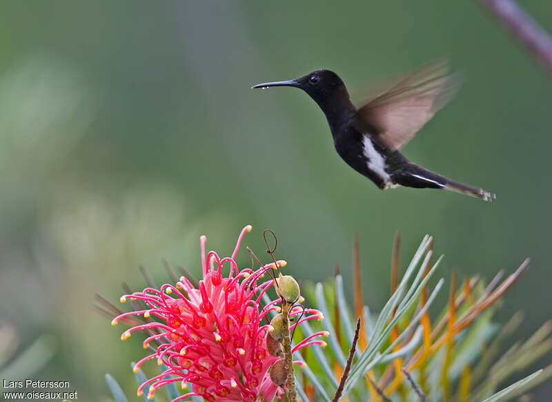 Colibri demi-deuil, Vol