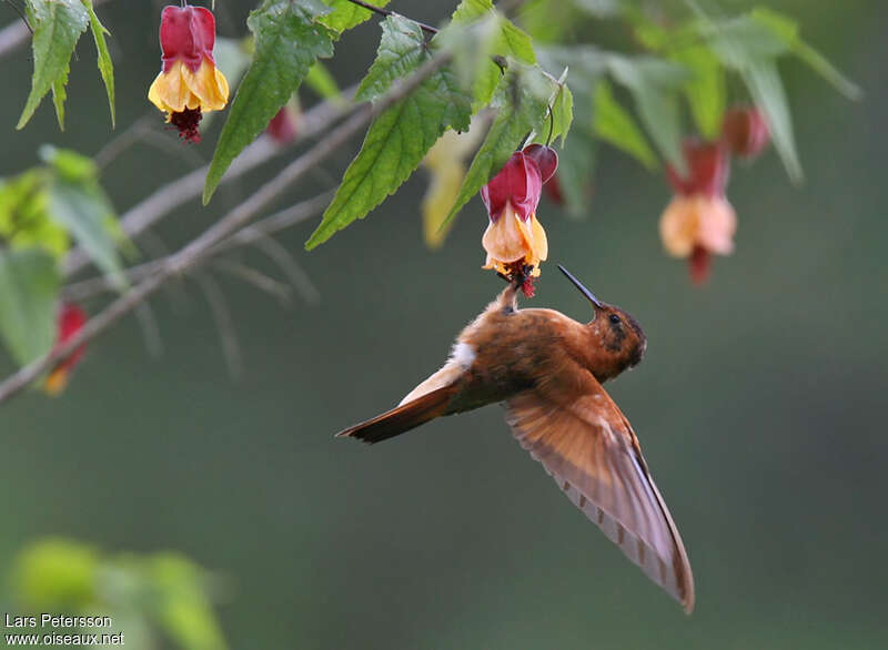 Colibri étincelantadulte, Vol, régime, mange