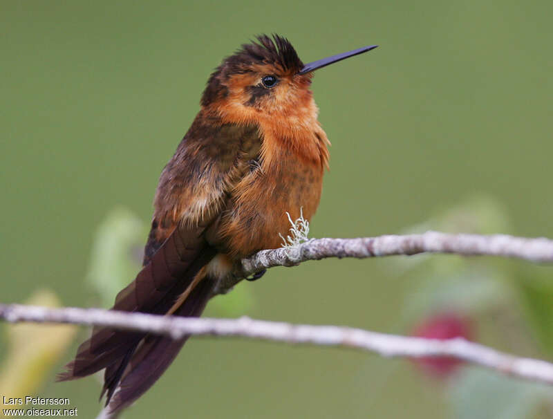 Colibri étincelantadulte, identification