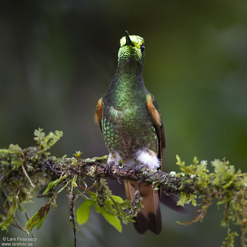 Colibri flavescent