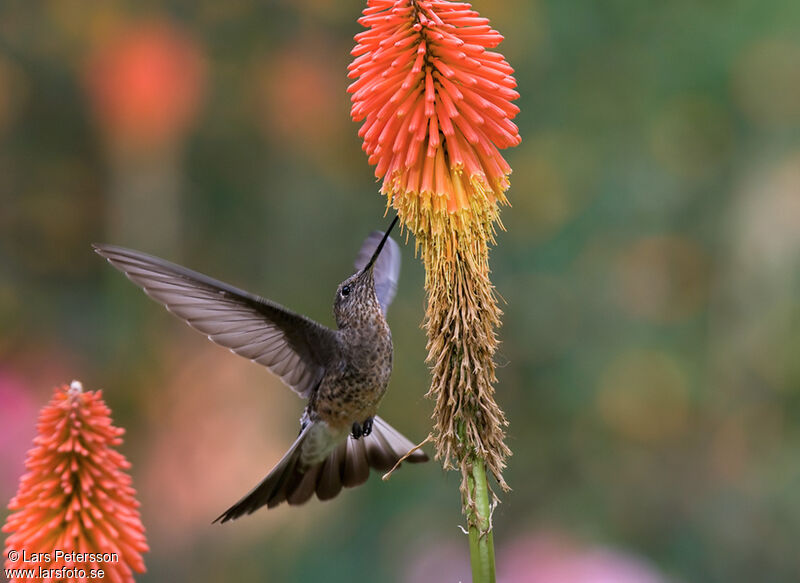 Giant Hummingbird