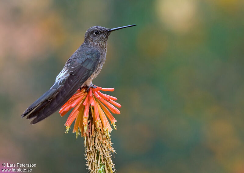 Colibri géant